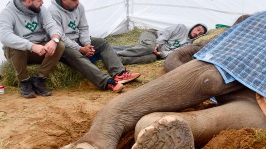 Tras la muerte de la elefanta Pelusa, cierran el zoológico de La Plata