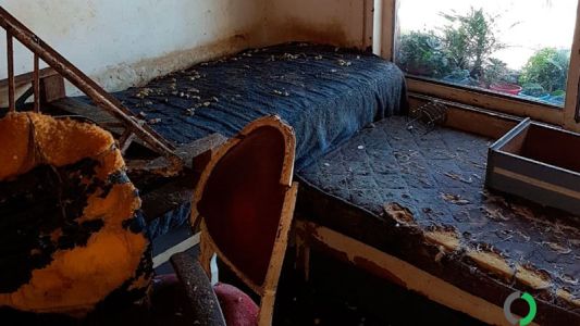 Maltrato en criaderos ilegales: rescataron a 18 perros y 49 gatos