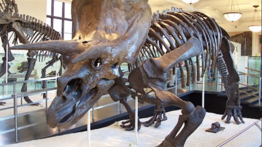 US$ 7,7 millones por el esqueleto de un dinosaurio: subastaron a "Big John"