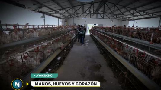 Los alumnos de la escuela agraria que producen huevos para todo Ayacucho