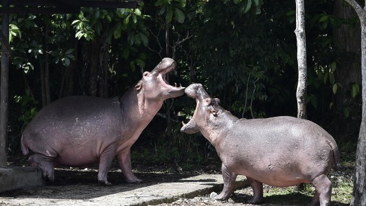 Los hipopótamos de Escobar recibieron el estatus de "persona jurídica"