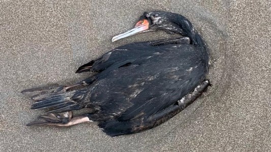 Hallan más de 12 mil cormoranes muertos por gripe aviar en Ciudad del Cabo