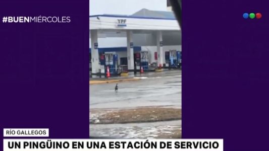 Un pingüino visitó una estación de servicio en Río Grande