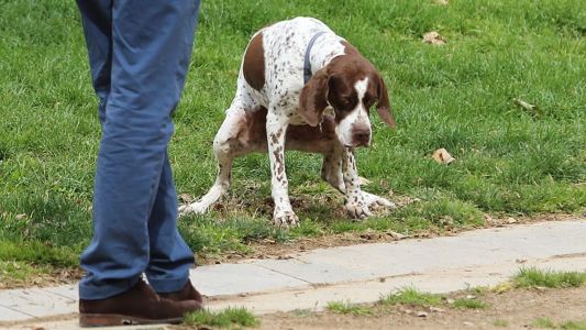 Multas de $ 12.000 para los dueños que no levanten la caca de su perro
