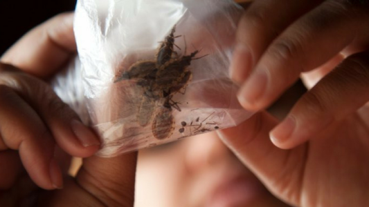 La enfermedad de Chagas ya es urbana