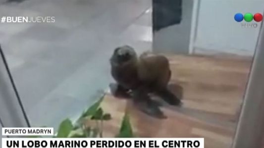 Apareció un lobo marino suelto en el centro de Puerto Madryn