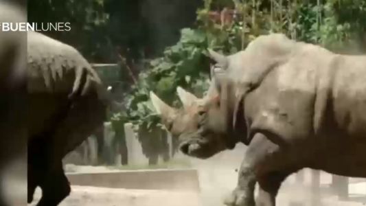 Murió Ruth, la rinoceronte del Ecoparque porteño