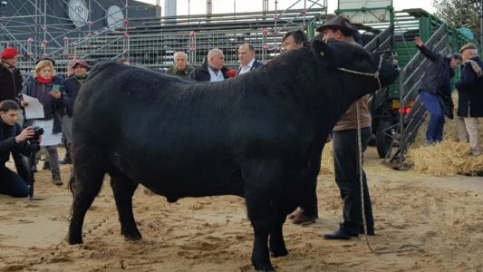 Campeón en La Rural: "Mbappé", el primer toro en llegar