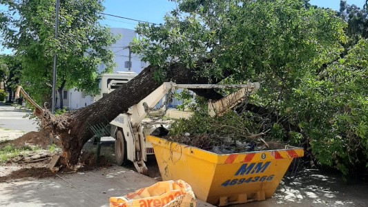 Video: Quiso levantar un volquete y arrancó un árbol de raíz