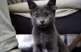 La historia de "Midas", la gata de 4 orejas que se volvió en un furor de Instagram