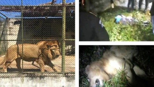 Sacrificaron a balazos a un león que mató a su cuidador