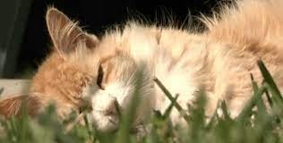 Tras hospitalizar a un jubilado, en su casa hallaron un centenar de gatos muertos