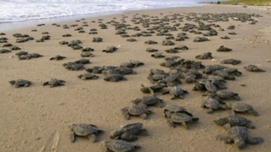 Se produjo un desove masivo de tortugas marinas en las costas de Nicaragua