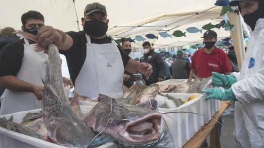 Pescadazo en el Congreso a precios accesibles