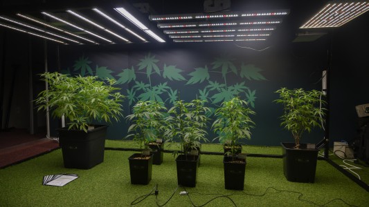 Países Bajos: el consumo de cannabis aumentó desde la aparición del coronavirus