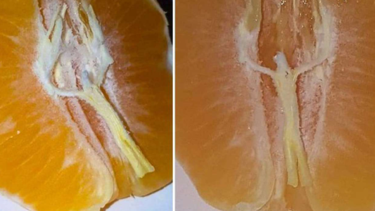 Milagro de Navidad: un hombre encontró la imagen de Jesús en una mandarina