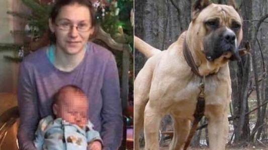Mujer salvó al hijo del ataque de su perro pitbull y murió por las heridas