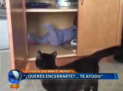 Los videos que mira el mundo: accidente por selfie, gatos juguetones y evolución de bikini