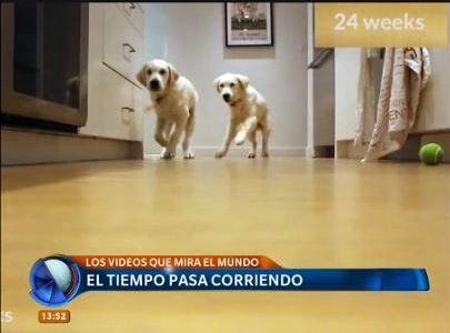 Los videos virales de la semana