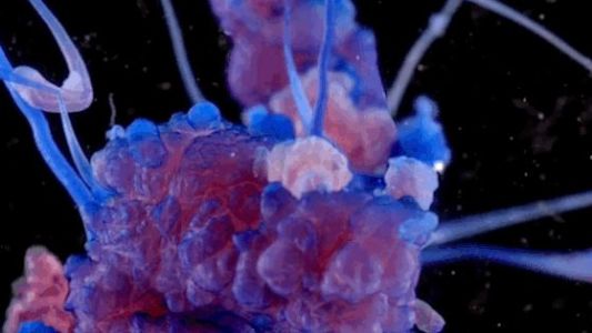 La belleza de las reacciones químicas en 4K