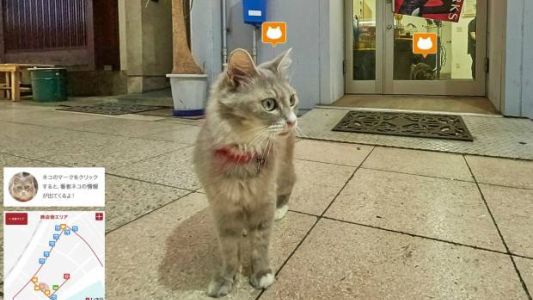 Así es el "Cat Street View", servicio online de mapas desde la perspectiva de un gato