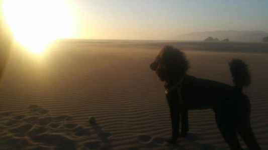 Khalo, el perro que Google confundió con un caballo