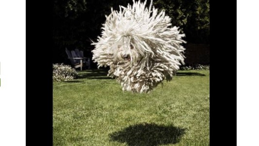 Las fotos del perro ultra peludo de Mark Zuckerberg que no podemos dejar de mirar