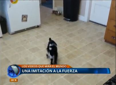 Los videos más vistos de esta semana