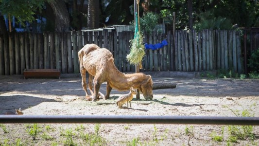 La Brigada de Control Ambiental inspeccionó el Ecoparque porteño