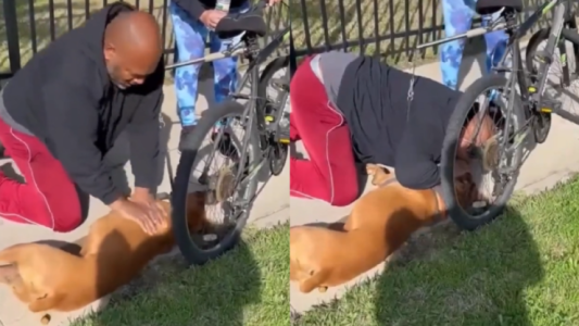 Video: le hizo RCP a su perro en plena calle y le salvó la vida