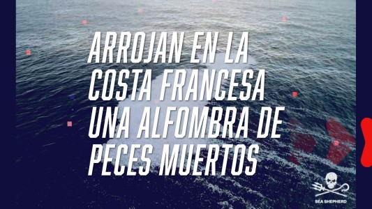 Arrojan una alfombra de peces muertos frente a la Costa francesa - #Flashchat
