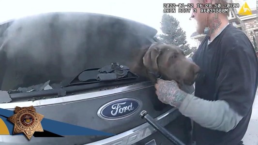 Video: el momento en que salvan a un perro atrapado en un auto prendido fuego