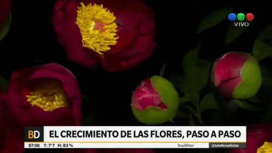 Video: así se abren las flores