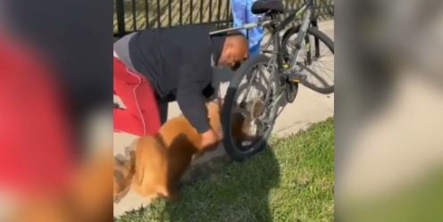 Video impactante: salvó a un perro practicándole RCP, el animal agonizaba en la calle