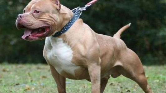 Video: dos perros pitbull atacaron y arrastraron por la calle a una nena de 2 años
