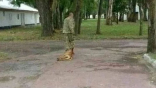 Denuncian que un militar ahorcó a un perro hasta matarlo