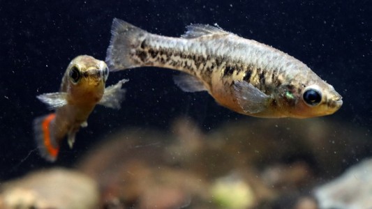 "Revive" el pez tequila, declarado extinto en 1998
