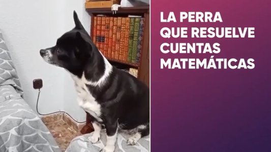Una perrita resuelve cuentas matemáticas
