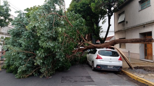 Sigue el alerta por tormentas y ciclón: un árbol aplastó un auto