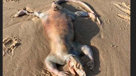 Apareció una misteriosa criatura “alienígena” en una playa de Australia