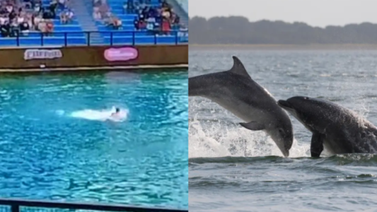 Video: delfín atacó a su entrenadora durante un show en vivo