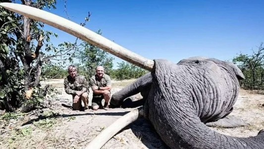 "Es un privilegio": se jactó de haber pagado US$ 50.000 para matar a un elefante único