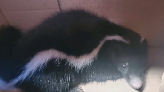 Sorpresa en Recoleta: atraparon un zorrino que corría por las calles del barrio