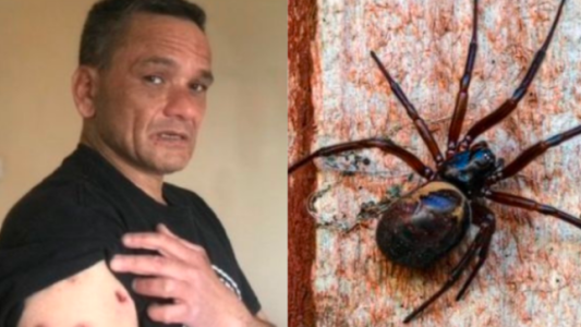 La pesadilla del hombre que tiene una plaga de arañas en su casa: "Yo soy su banquete"