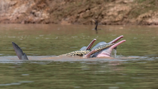 La extraña foto de un grupo de delfines "jugando" con una anaconda
