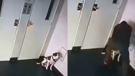 Un adolescente golpeó brutalmente a su perra de cuatro meses en Floresta