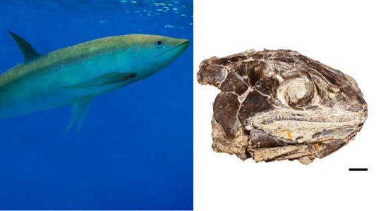 Hallaron en Vaca Muerta los fósiles de un pez extinto hace 150 millones de años