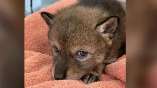 Creyeron que habían rescatado a un perro callejero y se llevaron una sorpresa