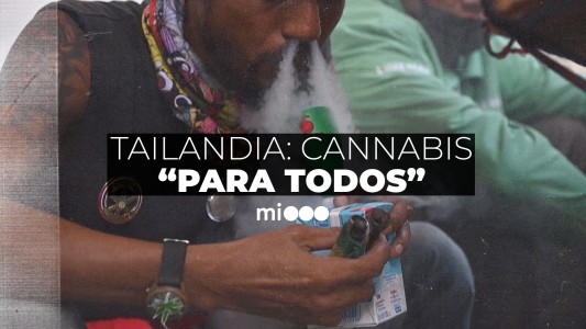 El Gobierno de Tailandia regalará un millón de plantas de marihuana: cuál es la única condición para recibir una