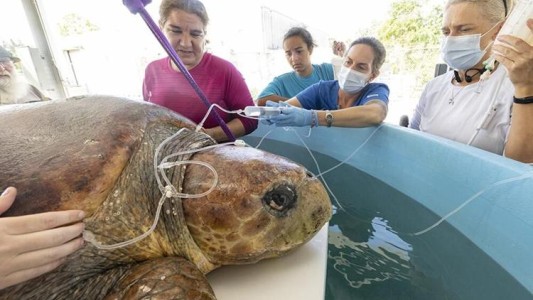 Tenía 100 huevos dentro: salvan a una tortuga boba embarazada del ataque de un tiburón